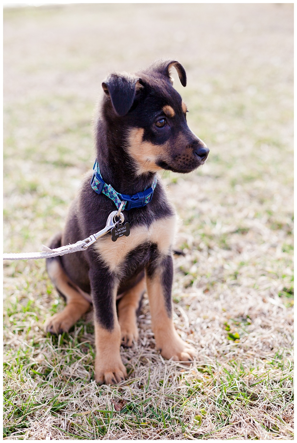 Puppy Photography in Greenville, NC 