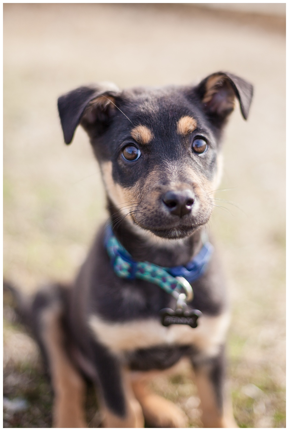 Puppy Photography in Greenville, NC 