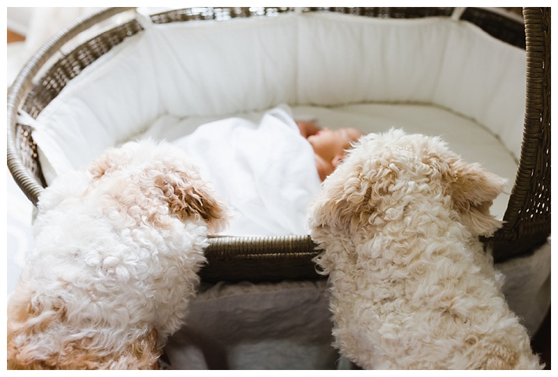 NC Newborn Photography with Dogs